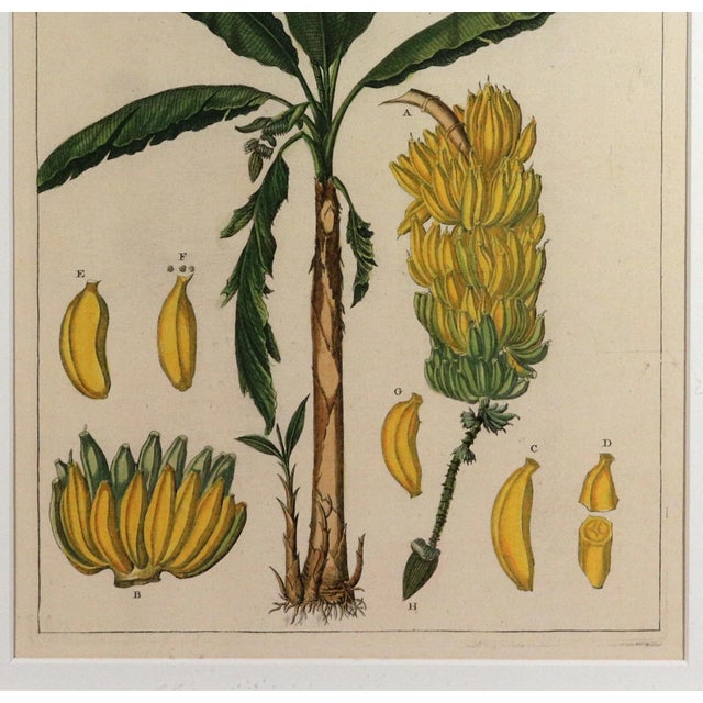 Botanical Hand-Colored Copper Engraving of Banana Plants, Georg Eberhard Rumphius, 1741–1750) For Sale - Image 11 of 17