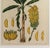 Botanical Hand-Colored Copper Engraving of Banana Plants, Georg Eberhard Rumphius, 1741–1750) For Sale - Image 11 of 17