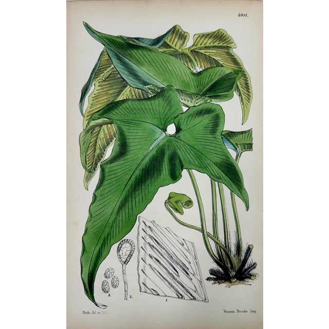 Mid 19th Century Botanical Engravings by William Curtis, 1856 (Set of 4) For Sale - Image 5 of 6