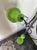 Green Apple Green Anvia Floor Lamp For Sale - Image 8 of 13