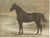 O. Eerelman, Russian Half-Blood Horse, 1898, Chromolithograph For Sale - Image 9 of 9