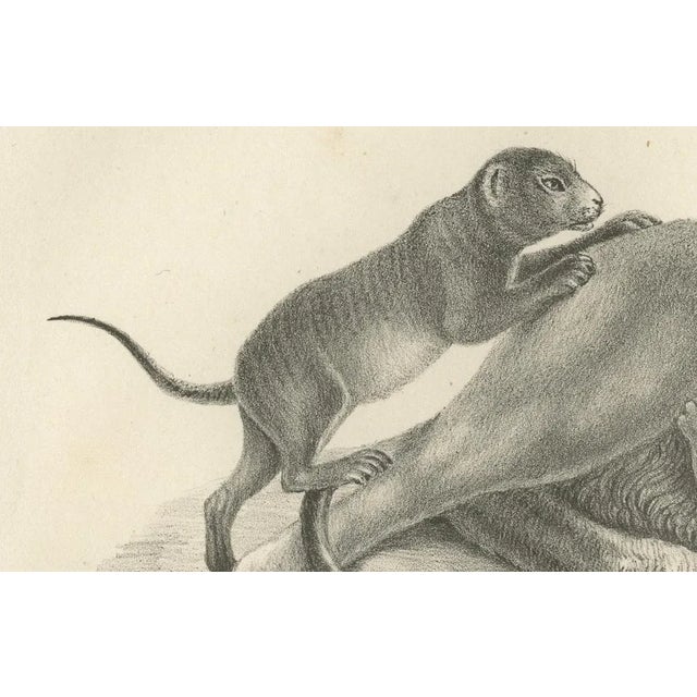 C.C. G. Zool., Lioness with Her Playful Cubs in the Wild, 1836, Lithograph For Sale - Image 4 of 11