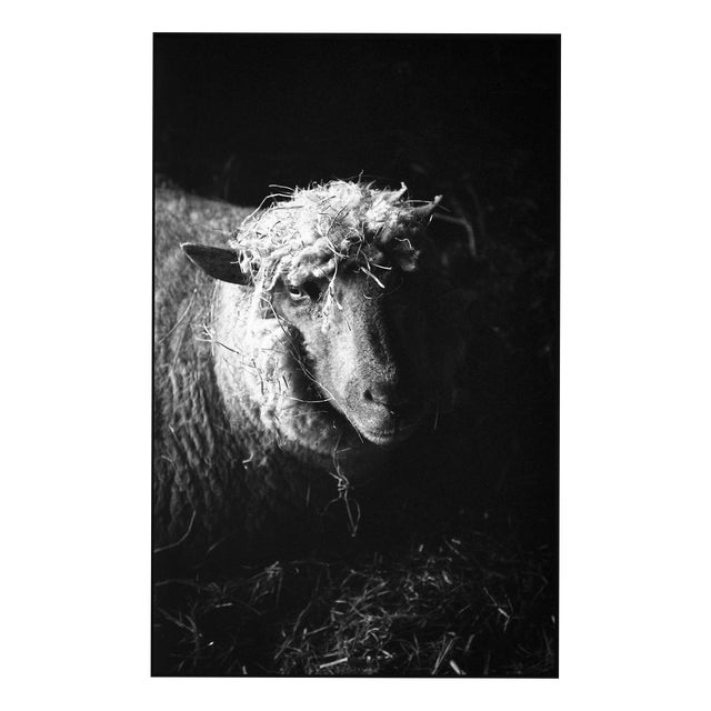 Paul Cooklin, Ewe in Barn, Edition of 50 For Sale