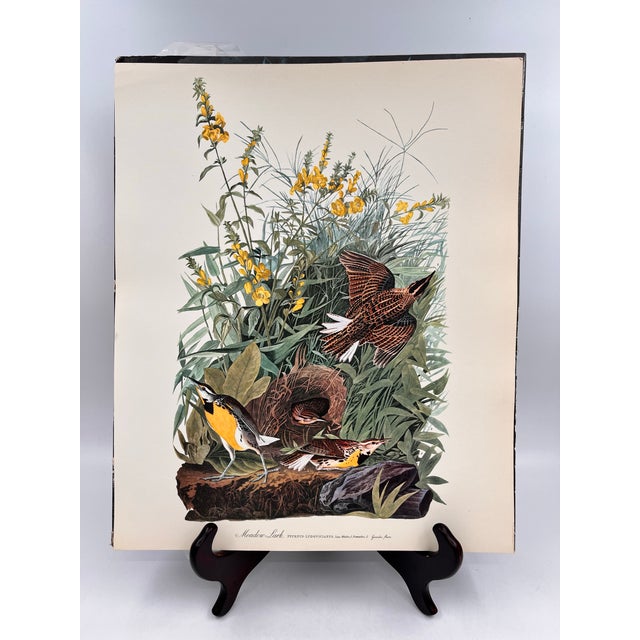 Antique White 1964 Audubon Folio Lithograph Great Bird Paintings - "Meadow Lark" 17x14 For Sale - Image 8 of 8