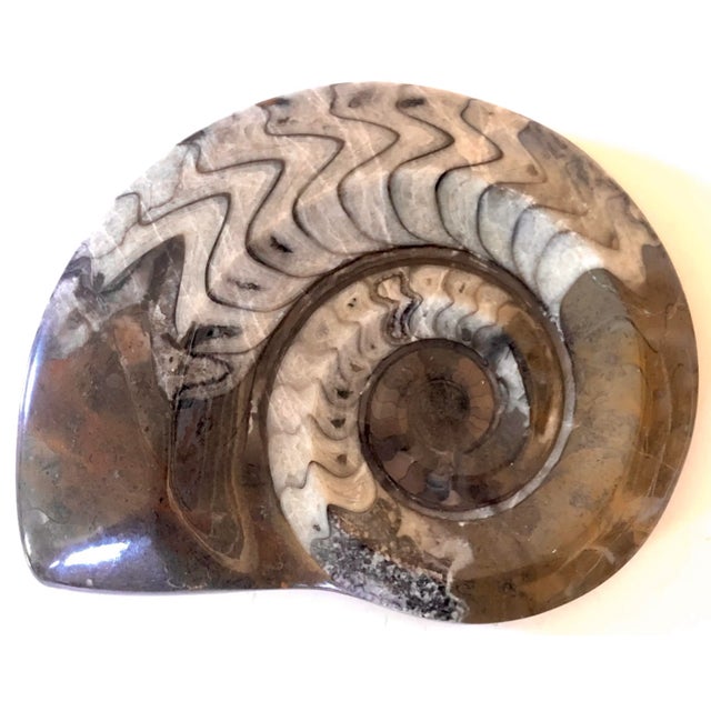 Mother Nature Nautilus Carved Stone For Sale - Image 4 of 4