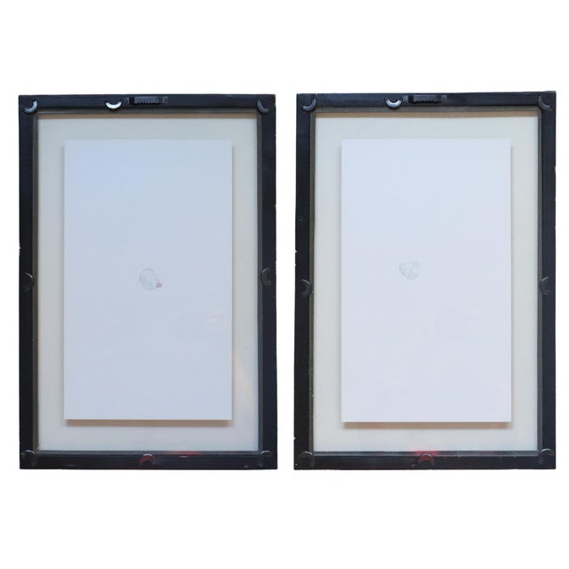 Decorative pair of framed herbarium-style fern facsimile prints reproducing historic botanical specimen sheets from Vaud,...