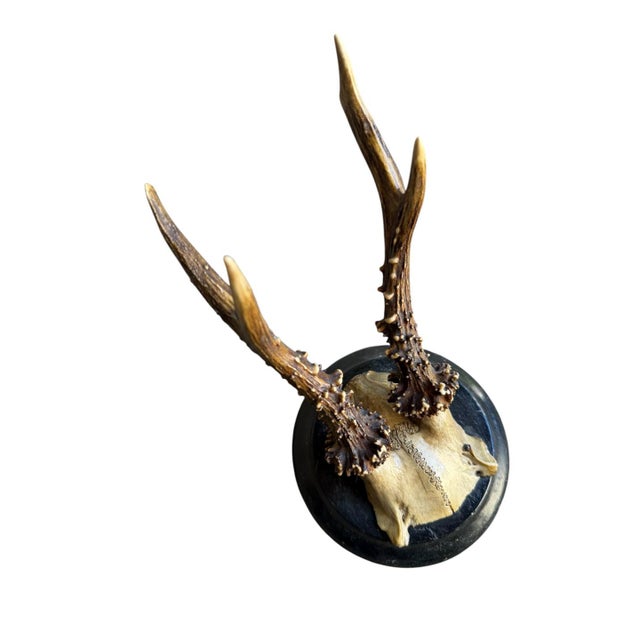 Cabin Roe Deer Trophy 130 Black Forest Antlers For Sale - Image 3 of 5