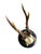 Cabin Roe Deer Trophy 130 Black Forest Antlers For Sale - Image 3 of 5