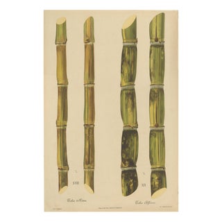 Sugarcane, 1892, Paper For Sale