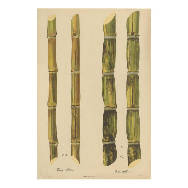 Sugarcane, 1892, Paper For Sale