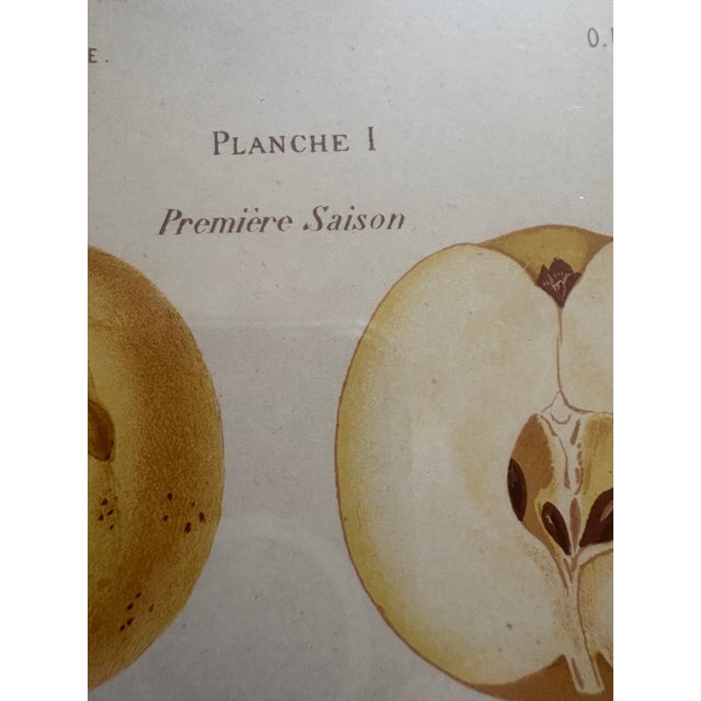 Series of 4 19th C Hand Colored Engravings of Apples For Sale - Image 12 of 17