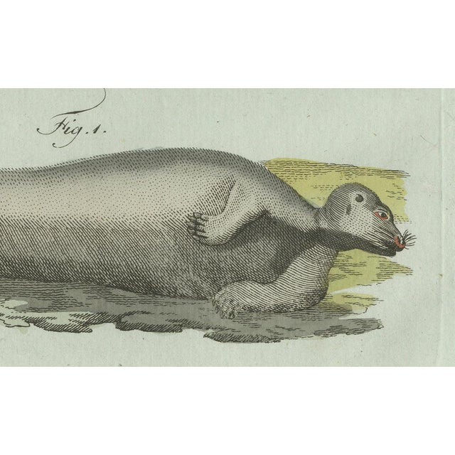Paper Bertuch, Four Seals, 1800, Engraving For Sale - Image 7 of 10