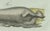 Paper Bertuch, Four Seals, 1800, Engraving For Sale - Image 7 of 10