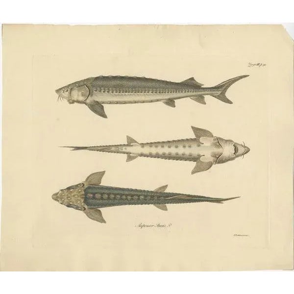 Antique print titled 'Acipenser Sturio'. Print of the European sea sturgeon, also known as the Atlantic sturgeon or common...