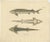 Antique print titled 'Acipenser Sturio'. Print of the European sea sturgeon, also known as the Atlantic sturgeon or common...