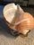 Mid-Century Modern Vintage Conch Shell Display and Storage For Sale - Image 3 of 9