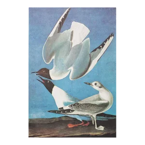 1966 Vintage Nautical Cottage Print "Bonaparte's Gull" After John James Audubon