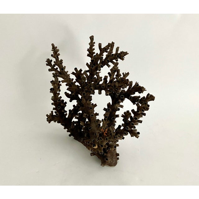 Natural Black Octopus Coral Specimen For Sale - Image 4 of 8
