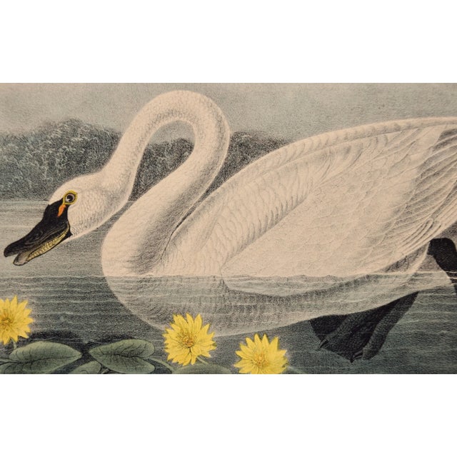 John James Audubon "American Swan", Audubon Hand-colored First Octavo Edition Lithograph, 1840 For Sale - Image 4 of 5