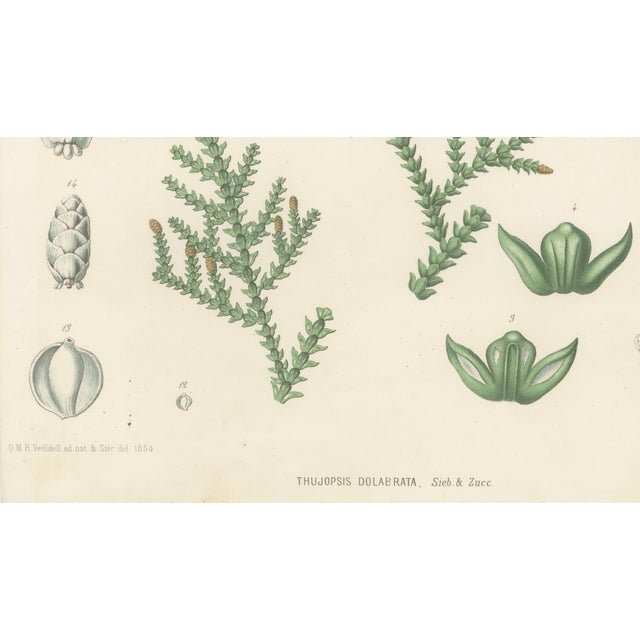 After Siebold & Zuccarini, Botanical Illustration of Thuopsis Dolabrata, 1856, Print For Sale - Image 6 of 9