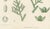 After Siebold & Zuccarini, Botanical Illustration of Thuopsis Dolabrata, 1856, Print For Sale - Image 6 of 9