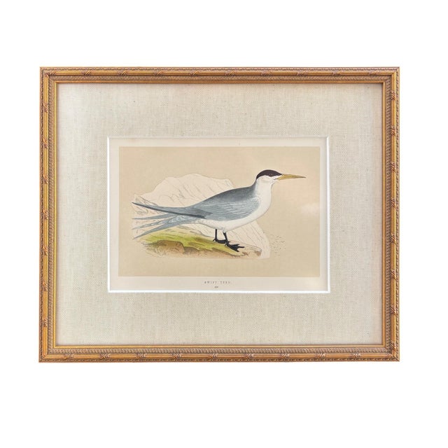 Late 19th Century Antique Lydon Morris Hand Colored Seabird Ornithological Prints Framed Set of 3 Circa 1880 For Sale - Image 5 of 12