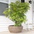 Artifacts Rattan Round Belly Planter with Black Plastic Insert, Natural, 28.50" For Sale - Image 11 of 12