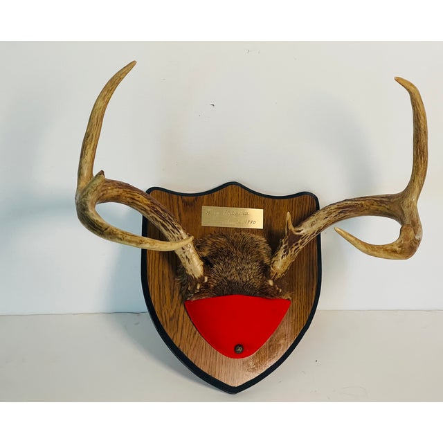 Rustic Impressive Vintage Deer Antlers Trophy on Board For Sale - Image 3 of 4