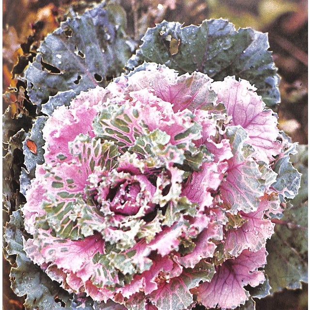 White "Plants for Connoisseurs" Book 1974 Coats, Peter For Sale - Image 8 of 12