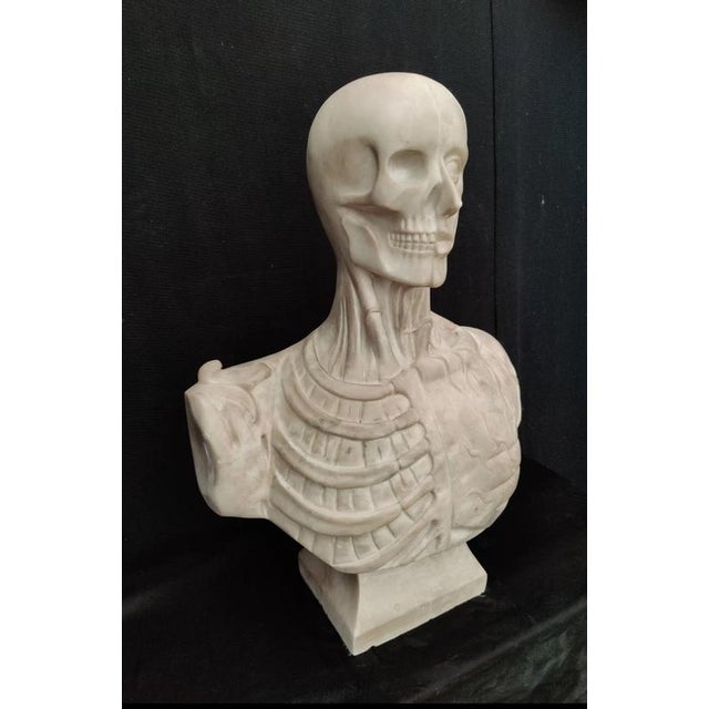 Baroque Jean-Antoine Houdon, Anatomical Bust from the Houdon Model, Carrara Marble For Sale - Image 3 of 12