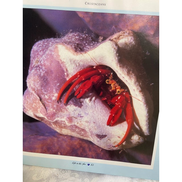 1990s Life in the Sea Coffee Table Book For Sale - Image 6 of 9