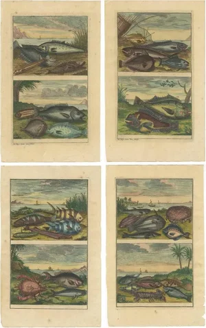 Various Fishes and Crustaceans, 1726, Paper, Set of 4