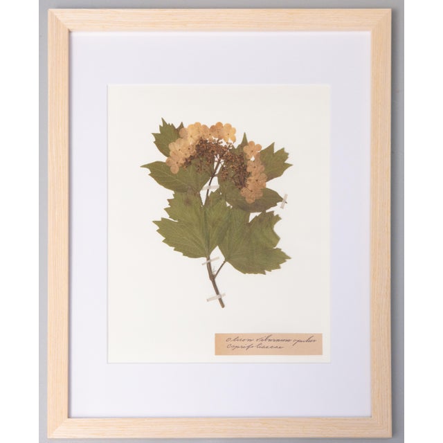 Custom Framed Antique Swedish Botanical Herbariums, Set of 12 For Sale - Image 12 of 17