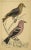 Antique Crossbill Birds Engraving, C. 1850 For Sale