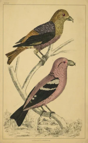 Antique Crossbill Birds Engraving, C. 1850