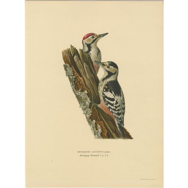 Swedish White-Backed Woodpecker on Woodland Trunk with Bird Print, 1929 For Sale - Image 10 of 10