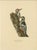 Swedish White-Backed Woodpecker on Woodland Trunk with Bird Print, 1929 For Sale - Image 10 of 10