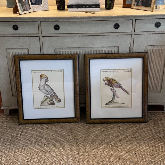 Pair of Italian Parrot Prints For Sale - Image 9 of 12