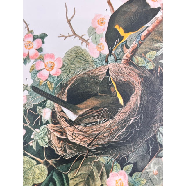 John James Audubon 1964 Audubon Folio Lithograph Great Bird Paintings - "Yellow Breasted Chat" 17x14 For Sale - Image 4 of 5