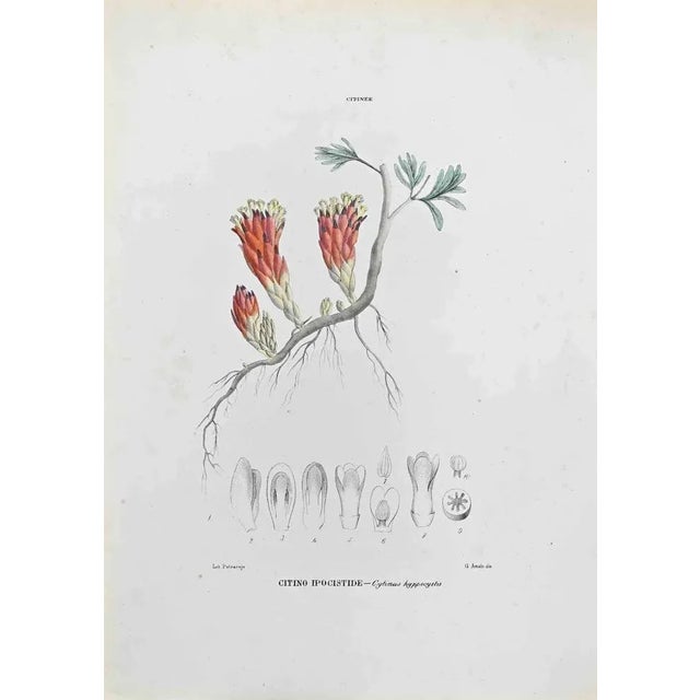 Lithograph hand watercolored. Belongs to the Series "Atlante di Botanica popolare ossia Illustrazione di Piante Notevoli...
