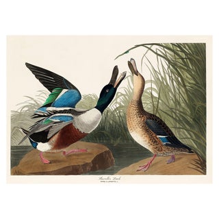 John James Audubon Shoveller Duck From Birds of America (1827), Vintage Art Print Reproduction, 40″ × 30″ For Sale