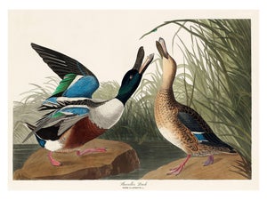 John James Audubon Shoveller Duck From Birds of America (1827), Vintage Art Print Reproduction, 40″ × 30″
