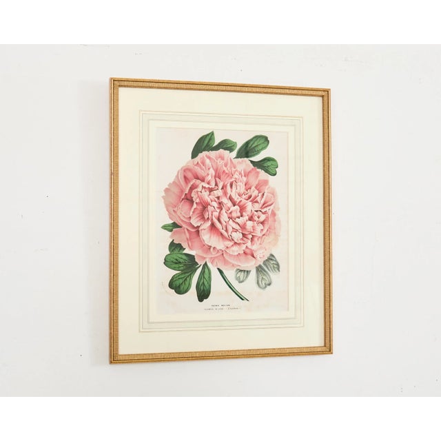 Set of Nine Botanical Lithograph Prints After Louis Van Houtte For Sale In Sacramento - Image 6 of 18