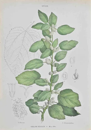 Vincenzo Tenore, White Mulberry, Lithograph, 1870s
