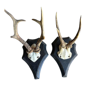 Pair of Early 1900s Roe Deer Trophies Rd30 Black Forest Antlers