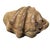 Plastic Large Faux Giant Clam Shell Centerpiece Bowl For Sale - Image 7 of 16