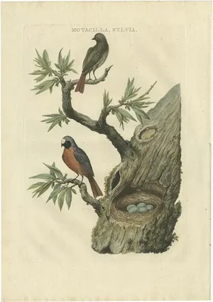 Sepp, Houttuyn & Nozeman, Redstarts, 1770, Print