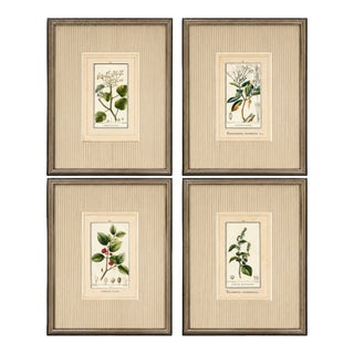 Antique French Botanical Engravings From Descourtilz’s Medical Flora of the West Indies, C. 1830 – Hand-Colored, Custom Framed ( Set A) - Set of 4 For Sale
