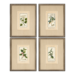 Antique French Botanical Engravings From Descourtilz’s Medical Flora of the West Indies, C. 1830 – Hand-Colored, Custom Framed ( Set A) - Set of 4