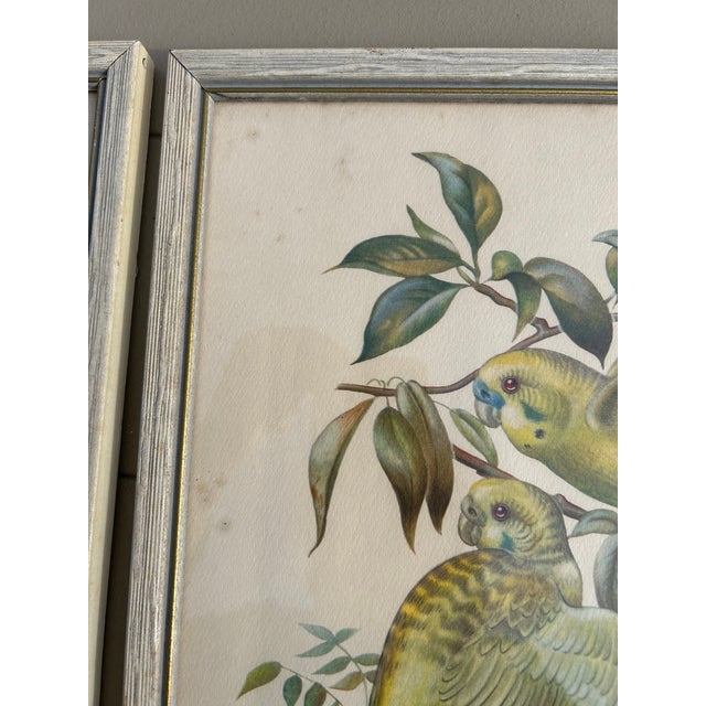 1950s Collection of 4 Parakeet / Budgies Framed Prints by Artist E. Serton For Sale - Image 5 of 9